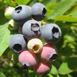 Myrtille géante 'Jersey' / Vaccinium corymbosum Jersey